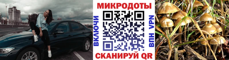 Псилоцибиновые грибы Cubensis Зеленогорск